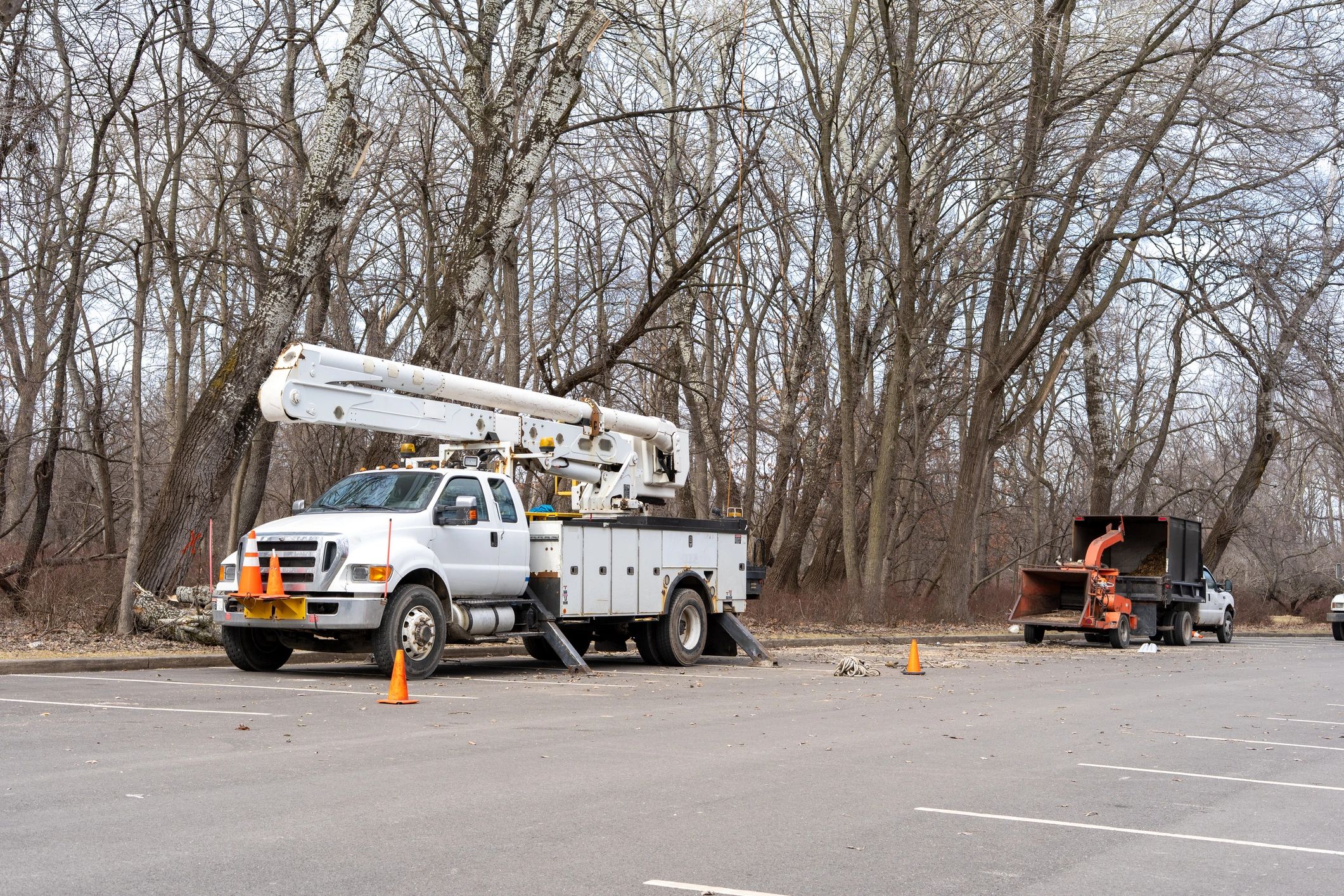 Professional bucket truck and wood chipper machine for tree maintenance in a public park